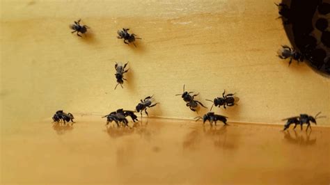 Native Stingless Bees Native Solitary Bees And Pollinator Plants For