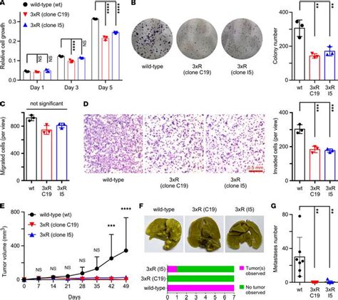 JCI Insight SET7 9 Mediated Methylation Affects Oncogenic Functions