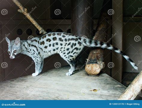 A Common Genet stock photo. Image of vertebrate, animal - 120512178