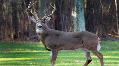 Deer Hunting Season 2024 Ohio Tana Zorine