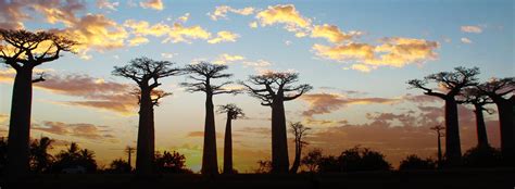 Best Holiday Trips To Madagascar From Saudiarabia Africa Tour Packages