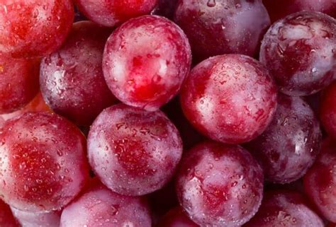 Ruby Roman Grapes Minneopa Orchards