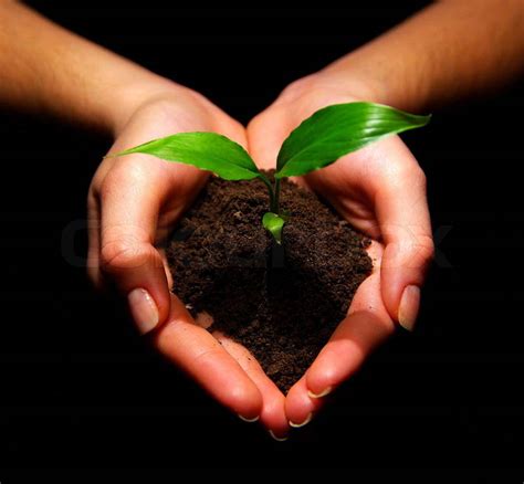 Plant In Hands Stock Photo Colourbox