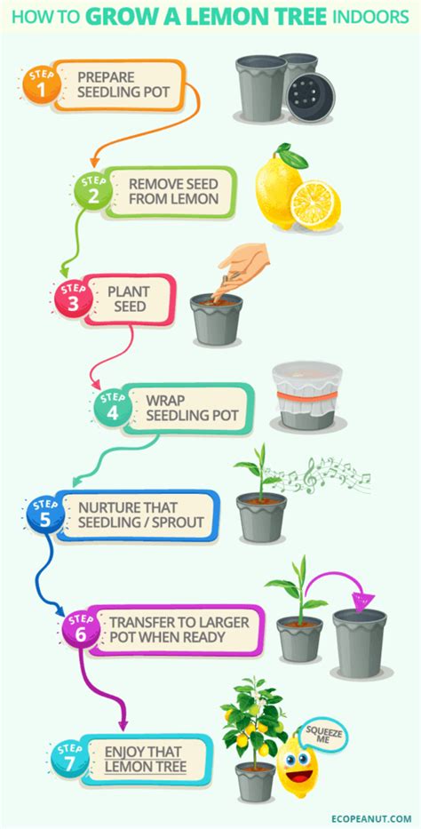 How to Grow a Lemon Tree Indoors - Eco Peanut