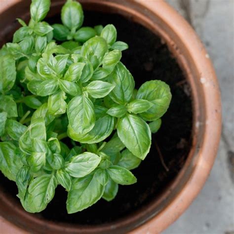 Come Coltivare Il Basilico In Vaso E A Terra La Guida Pratica