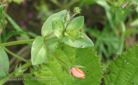 Scarlet Pimpernel Anagallis Arvensis Species Wildbristoluk