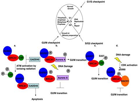 Biology Free Full Text Brca And Its Network Of Interacting Partners