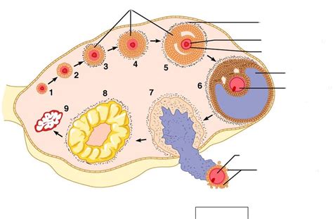 Stages of ovarian follicle development Diagram | Quizlet