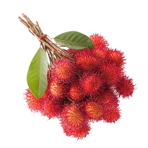 RambutanRambutan – Selangor Fruit Valley