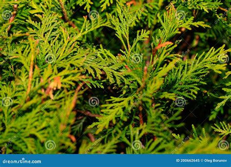 Closeup Of Green Leaves Of Thuja Trees Thuja Occidentalis Is An