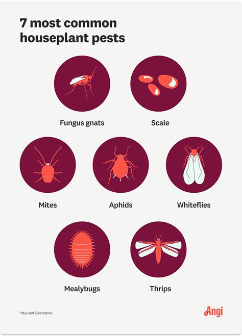 7 Common Houseplant Pests and How to Treat Them | Angi