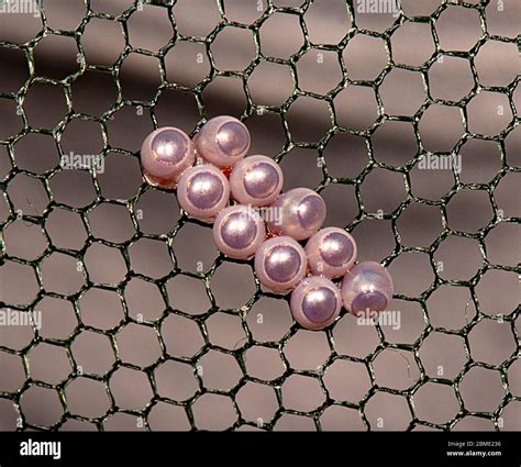 Shield Bugs Eggs Hi Res Stock Photography And Images Alamy