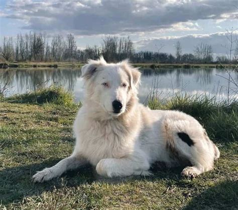 White Australian Shepherd - Australian Shepherd HQ