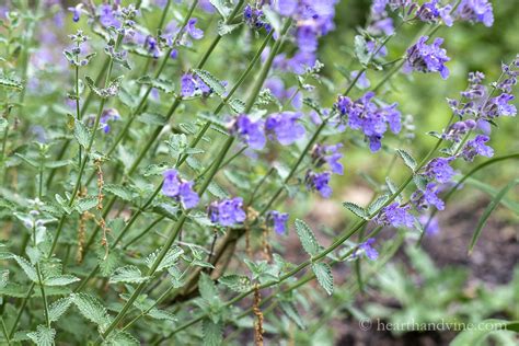 Catmint Leaves