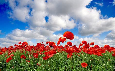 Poppy field wallpaper - Flower wallpapers - #8257