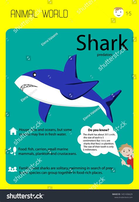 Shark Educational Flash Cards Children Kindergarten Stock Vector