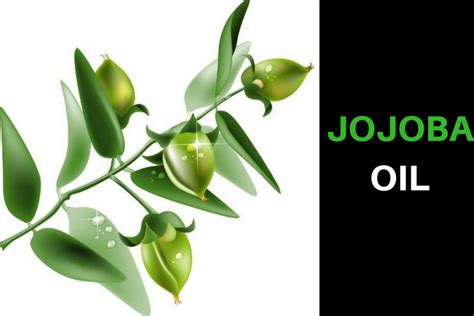 Jojoba Oil Uses For Beautiful Skin Hair And Health Benefits • Made With Oils