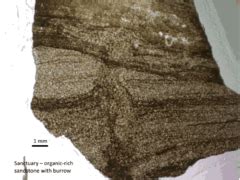 Category:Sanctuary Shale Formation - Wikimedia Commons