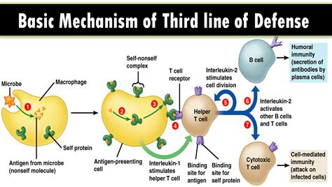 Multiple Choice On Third Line Of Defense Of The Immune System