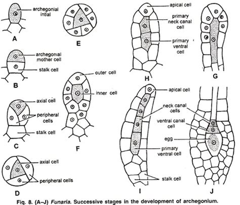 Funaria - Structure, Characteristics, Reproduction - Biology Notes Online