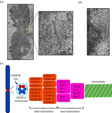 The Centromere Comes Into Focus From Cenp A Nucleosomes To Kinetochore