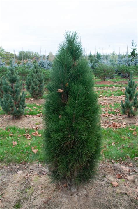 Plantenboek Boomkwekerij De Bruyn