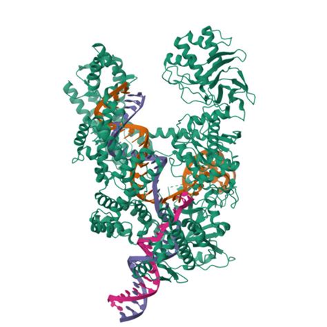 Rcsb Pdb Sfr Wt Crispr Cas A Post Nontarget Strand Cleavage