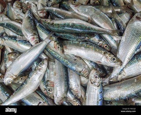 Lots Of Edible Fishes Closeup Seen In Sri Lanka Stock Photo Alamy