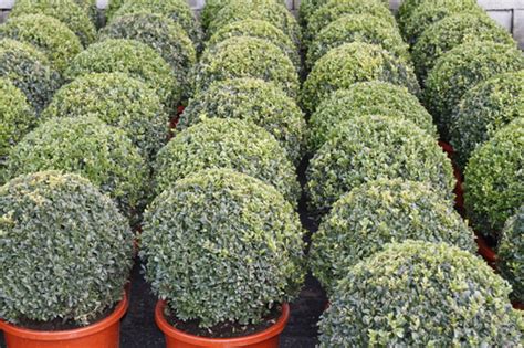 Buxus Kopen Buxusvormen Bollen Planten In Pot