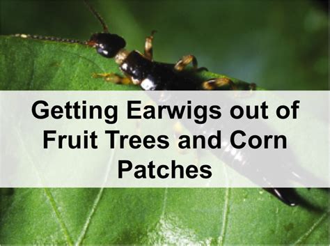 Getting Earwigs Out Of Fruit Trees And Corn Patches Fruit Trees