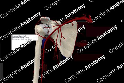 Acromial Branch Of Thoracoacromial Artery Complete Anatomy