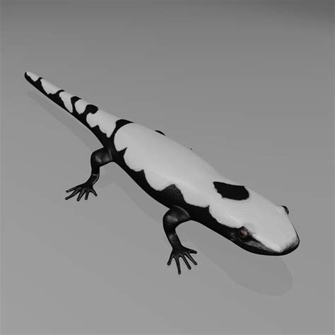 marbled salamander 3d model