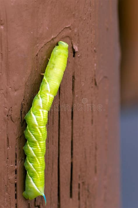 Green Caterpillar Blue Horn Stock Photo - Image of lepidoptera ...