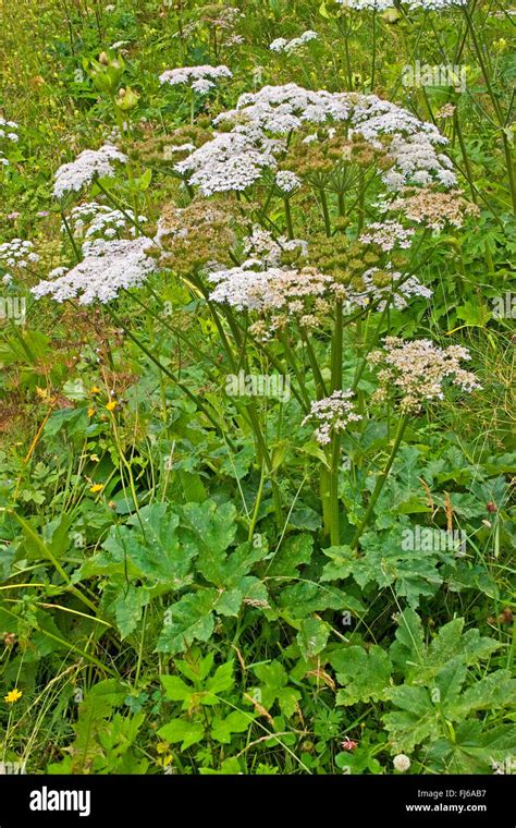 Cow Parsnip Common Hogweed Hogweed American Cow Parsnip Heracleum