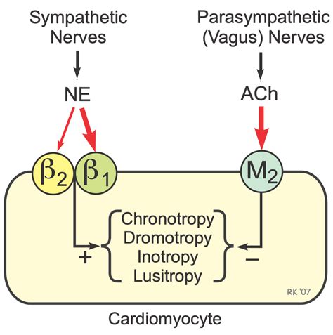 Cv Physiology Adrenergic And Cholinergic Receptors In The Heart