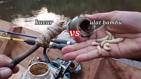 Mancing Baung Menggunakan Umpan Jitu Kucur Vs Ulat Bambu Youtube