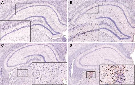 Figure 4 From Temporal Profile Of Clinical Signs And Histopathologic