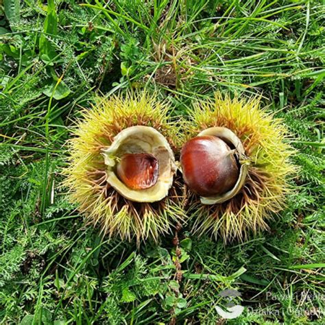 Kasztan Jadalny Castanea Sativa W Ogrodzie Czy Si Uda