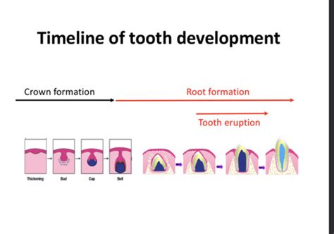 Root Development And Tooth Eruption Flashcards Quizlet