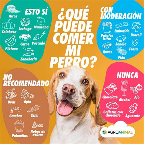 Porque Los Perros No Pueden Comer Carne