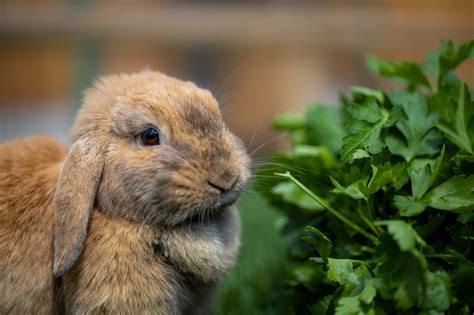 Drei Kaninchen Wurden Zu Scheidungswaisen Klecks Brownie Und Klopfer