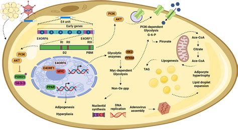 Frontiers E4orf1 As A Key Modulator In Oncogenesis And Of Metabolism