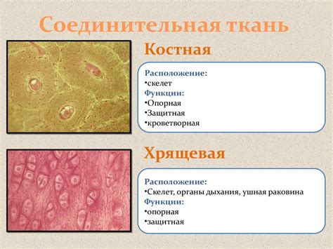 Ткани человека - презентация онлайн