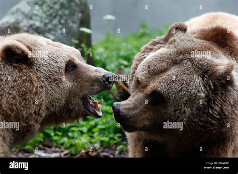 Germany Berlin Köllnischer Park european brown bears ursus arctos Stock