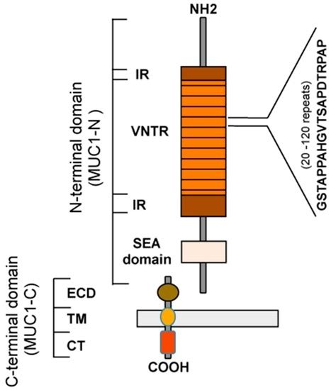 Intra And Extra Cellular Events Related To Altered Glycosylation Of