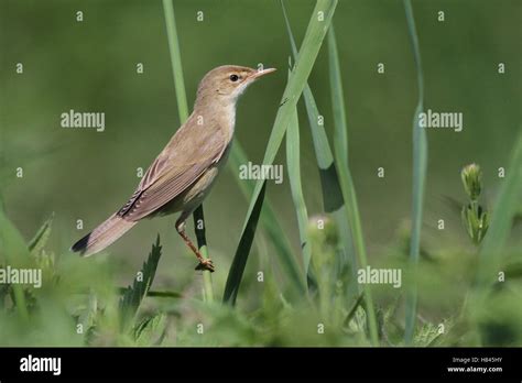 Marsh Warbler Acrocephalus Palustris Switzerland Stock Photo Alamy