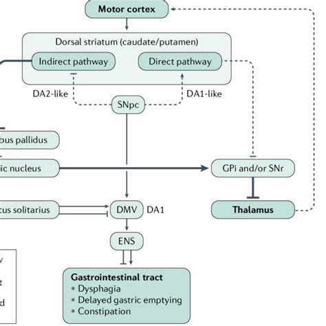 Basal Ganglia And Brainstem Connections In Pd Simplified Schematic