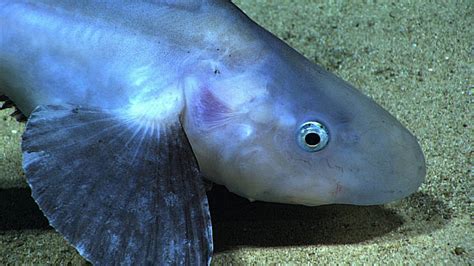 Potentially A New Observation For Puerto Rico Waters This Jellynose