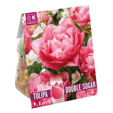 Tulip 'Double Sugar' (8 Bulbs)