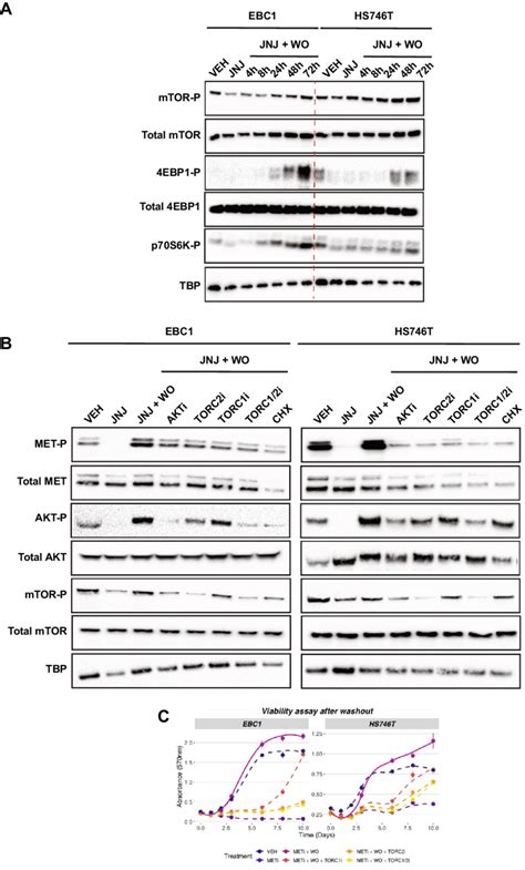 MTOR Pathway Is Activated During The Flare Effect A EBC1 And